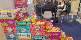 Ziemniaki na targach Fruit Attraction 2024 w Madrycie Ziemniaki na targach Fruit Attraction 2024 w Madrycie