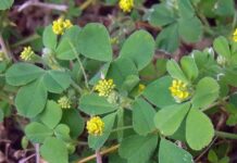 Ściółki organiczne – ekologiczna i naturalna alternatywa dla agrowłóknin podłoże organiczne