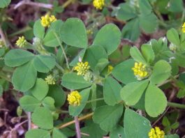 Ściółki organiczne – ekologiczna i naturalna alternatywa dla agrowłóknin podłoże organiczne