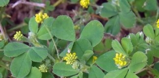 Ściółki organiczne – ekologiczna i naturalna alternatywa dla agrowłóknin podłoże organiczne