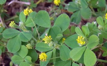 Ściółki organiczne – ekologiczna i naturalna alternatywa dla agrowłóknin podłoże organiczne