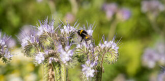 Wykaz roślin miododajnych wykaz roślin miododajnych