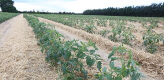 Pomidory i zioła to nie zawsze dobre połączenie. Sprawdź, czego unikać pomidory