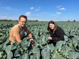 Porozmawiajmy o ochronie i biostymulacji kapusty