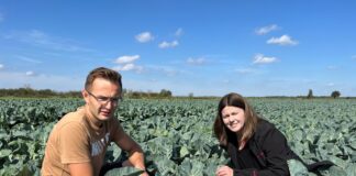 Porozmawiajmy o ochronie i biostymulacji kapusty