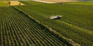 Warzywnicze podsumowanie tygodnia: 18-22 listopada polityka rolna wspolna polityka rolna wspólna polityka rolna unii europejskiej