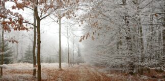 Nadchodzi zima – prognoza pogody na ten tydzień nie pozostawia wątpliwości prognoza na zimę