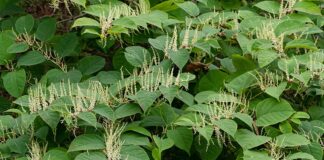 Rdestowiec ostrokończysty – jak się pozbyć?