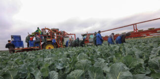 Zróżnicowany rok w produkcji warzyw. GUS podał najnowsze statystyki