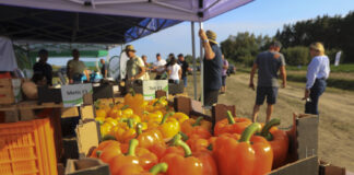 Jakie papryki warto posadzić w 2025 roku?