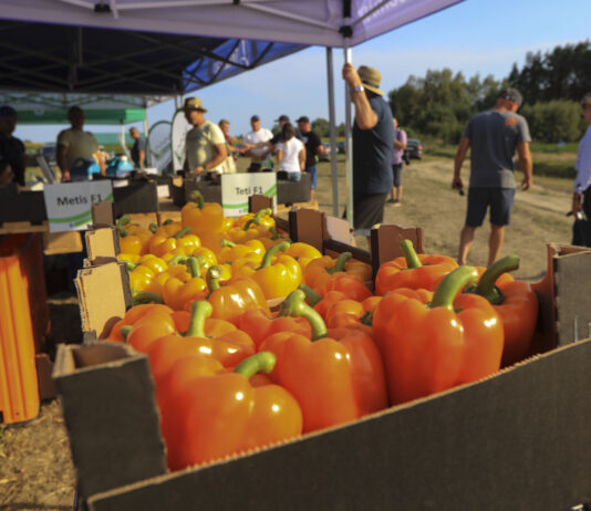 Jakie papryki warto posadzić w 2025 roku?