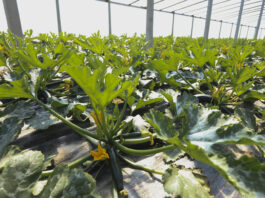 Warzywa na przyspieszony zbiór (przedplon lub poplon)