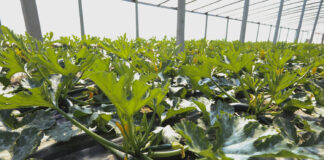 Warzywa na przyspieszony zbiór (przedplon lub poplon)