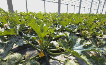 Warzywa na przyspieszony zbiór (przedplon lub poplon)