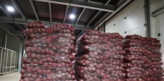 Odmiany i technologie w uprawie buraka ćwikłowego (Cz. I) Odmiany buraka ćwikłowego