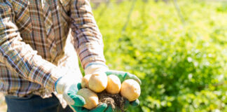 Jaki oprysk na perz w ziemniakach? Jaki oprysk na perz w ziemniakach?
