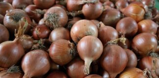 Na Ukrainie spadają ceny cebuli wzrasta eksport cebuli z Ukrainy