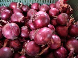 Dlaczego warto uprawiać czerwoną cebulę? Potencjalne korzyści Czerwona cebula, dlaczego warto uprawiać czerwoną cebulę?