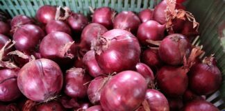 Dlaczego warto uprawiać czerwoną cebulę? Potencjalne korzyści Czerwona cebula, dlaczego warto uprawiać czerwoną cebulę?