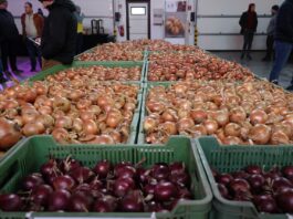 Cebulowe standardy i nowości polecane na 2025 rok