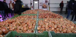 Cebulowe standardy i nowości polecane na 2025 rok