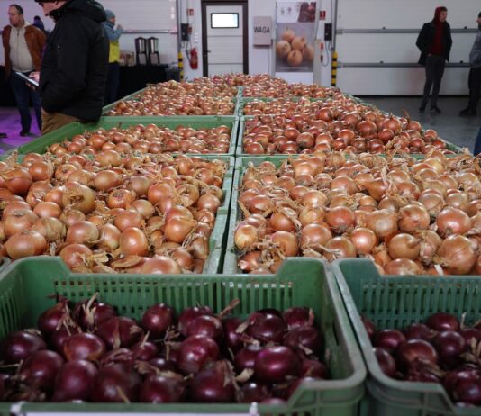 Cebulowe standardy i nowości polecane na 2025 rok