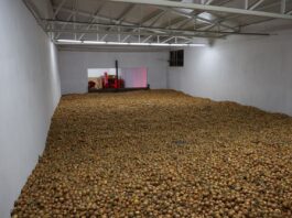 Przechowywanie cebuli i innych warzyw – jak to zrobić?