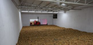 Przechowywanie cebuli i innych warzyw – jak to zrobić?