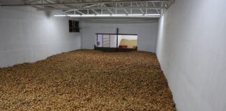 Bakteriozy w cebuli – profilaktyka i ograniczanie ryzyka