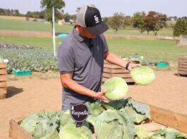 Warzywnicze nowości od Bejo