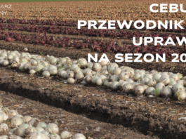 Cebula 2025- bezpłatny przewodnik