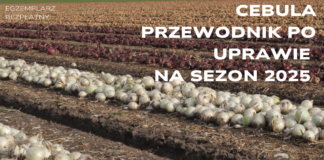 Cebula 2025- bezpłatny przewodnik