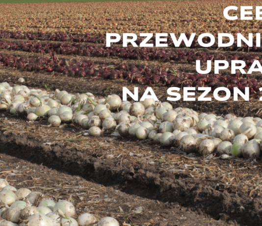 Cebula 2025- bezpłatny przewodnik