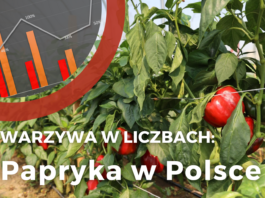 Warzywa w liczbach: uprawy papryki w Polsce