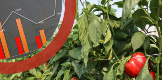 Warzywa w liczbach: uprawy papryki w Polsce