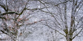 W lutym czeka nas powrót zimy. Nadciągają siarczyste mrozy