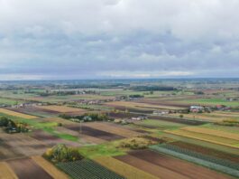 Kadm w warzywach. Czynniki wpływające na zawartość kadmu (cz. I) przekroczenia kadmu