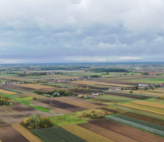 Kadm w warzywach. Czynniki wpływające na zawartość kadmu (cz. I) przekroczenia kadmu