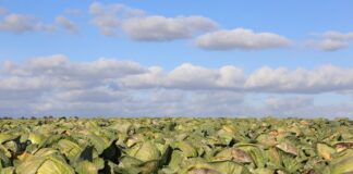 Kadm w warzywach. Czynniki wpływające na zawartość kadmu (cz. II)