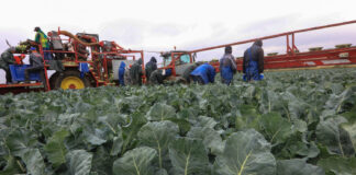 Zmienią się warunki zatrudniania cudzoziemców. Nowa ustawa nie jest korzystna dla gospodarstw