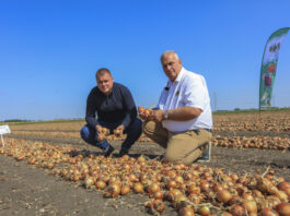 Cebule, które warto uprawiać w sezonie 2025