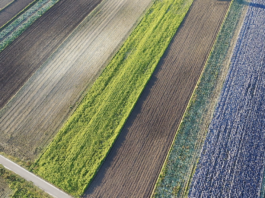 Kadm w warzywach. Skąd bierze się kadm i dlaczego jest tak groźny?