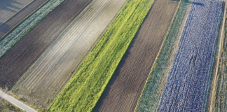 Kadm w warzywach. Skąd bierze się kadm i dlaczego jest tak groźny?