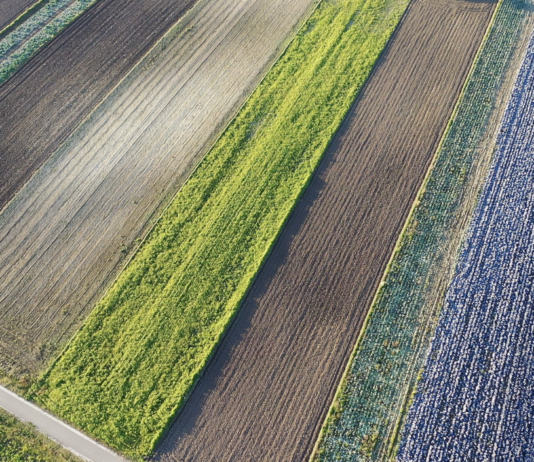 Kadm w warzywach. Skąd bierze się kadm i dlaczego jest tak groźny?
