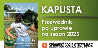 Kapusta. Przewodnik po uprawie na sezon 2025. Sprawdź, gdzie go otrzymasz!