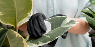 Darmowa aplikacja do rozpoznawania chorób roślin Darmowa aplikacja do rozpoznawania chorób roślin