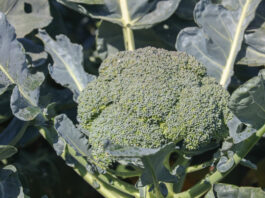 Batory F1 – odmiana brokułu z wysokim potencjałem plonotwórczym brokuły, Batory F1, uprawa, nawadnianie, plony, odmiana, nawożenie, warunki
