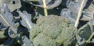 Batory F1 – odmiana brokułu z wysokim potencjałem plonotwórczym brokuły, Batory F1, uprawa, nawadnianie, plony, odmiana, nawożenie, warunki