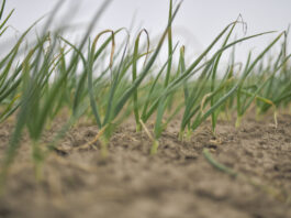 Stan plantacji i pierwsze zabiegi na plantacjach cebuli zimującej (komunikat warzywniczy 27 marca 2025) Cebule zimujące marzec 2025