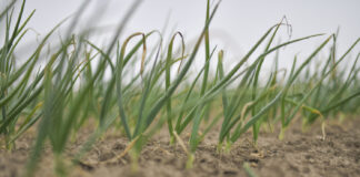 Stan plantacji i pierwsze zabiegi na plantacjach cebuli zimującej (komunikat warzywniczy 27 marca 2025) Cebule zimujące marzec 2025